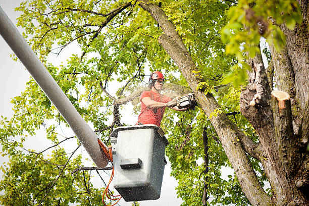 How Our Tree Care Process Works  in  Shiloh, PA